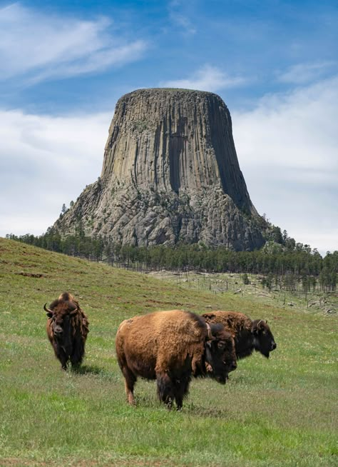 Wyoming Wildlife, Buffalo Wyoming, Creepy Old Photos, Wyoming Devils Tower, Devils Tower Wyoming, Wyoming Scenery, Wyoming Nature, Devils Tower National Monument, Wild Animals Photos