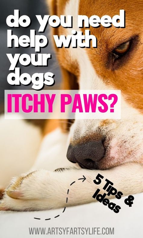 Dogs With Allergies Skin Itch Relief, Dog Treats For Itchy Skin, Dogs Itchy Skin Remedy Itch Relief, Stop Dog Itching, Dog Chewing Paws, Dog Paw Remedies, Itchy Dog Spray, Dog Itchy Skin Remedy, Itchy Dog Remedies