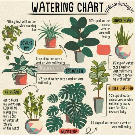 Watering chart for your some of plants 😊 by @gardening.in . Follow @gardening.in for more . . #gardeningtips #gardening #watering Plant Home Decor, Gardening Planting, Plant Home, Household Plants, Plant Care Houseplant, Planting Ideas, Plant Parent, Inside Plants, Growing Plants Indoors