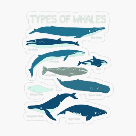 Biology Gifts, Types Of Whales, Marine Biology, Love Stickers, Gift Stickers, Whales, Biology, Cute Stickers, Education