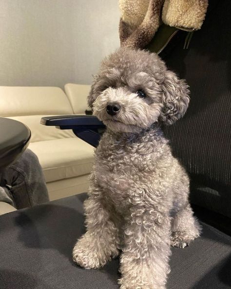 Grey Toy Poodle, Silver Toy Poodle, Toy Poodle Puppy Cut, Poodle Teddy Bear Cut, Poodle Puppy Cut, Toy Poodle Haircut, Poodle Cute, Puppies Poodle, Anjing Poodle