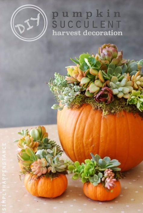 Succulent Pumpkin, No Carve Pumpkin Decorating, Pumpkin Planter, Beautiful Pumpkins, Succulent Centerpieces, Pumpkin Flower, Thanksgiving Diy, Succulents Decor, Pumpkin Centerpieces