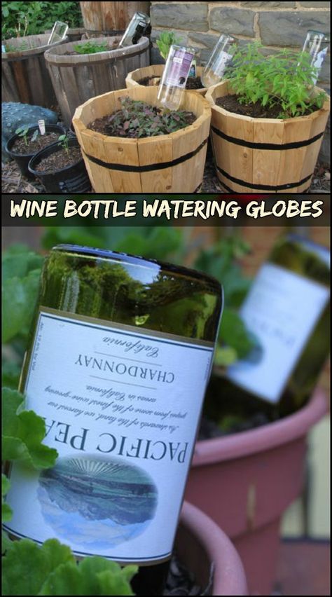 Upcycle Wine Bottles as 'Watering Globes' to Water Your Plants Plants Good For Cats, Upcycle Wine Bottles, Self Watering Bottle, Wine Bottle Upcycle, Wine Bottle Garden, Garden Beds Diy, Indoor Plants Decor, Wine Bottle Project, Beds Diy