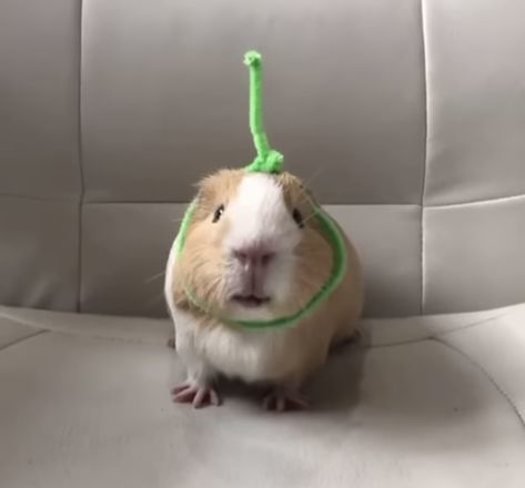 Guinea Pig Costumes, Pig Pics, Pet Guinea Pigs, Cute Guinea Pigs, Guinea Pig Cage, Strange Photos, Cute Hamsters, Cute Animal Photos, Happy Animals