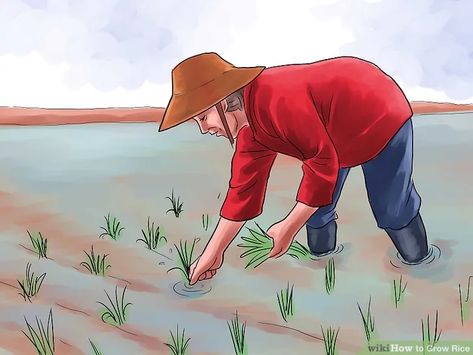 How to Grow Rice - wikiHow Growing Ginseng, Growing Rice, Ginseng Plant, Rice Crop, Grow Cucumbers, Long Grain Brown Rice, Rice Plant, Rice Paddy, Chinese Herbal Medicine