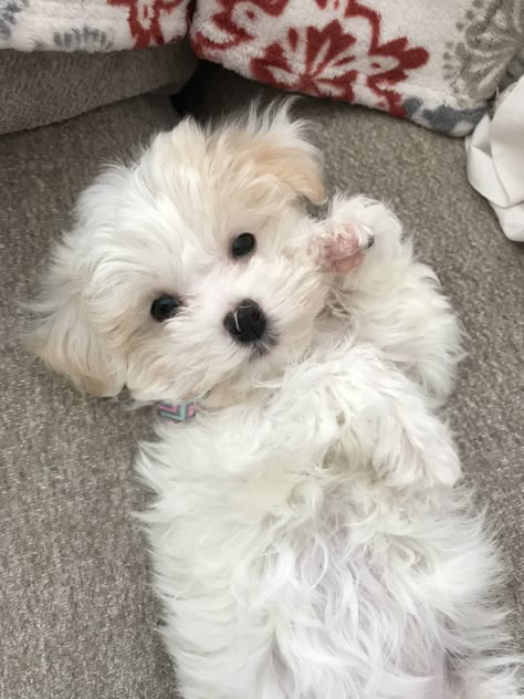 Small White Fluffy Dogs, White Maltipoo, White Fluffy Puppies, Dogs Tattoo Ideas, White Fluffy Dog, Dogs Tattoo, Aesthetic Dogs, Maltipoo Dog, Wallpaper Dog