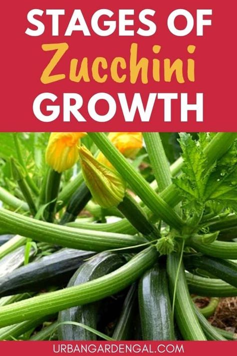 Zucchini Plant Growth Stages - Urban Garden Gal Plant Growth Stages, Zucchini Plant, Growing Zucchini, Zucchini Plants, Seed Starter Kit, Raised Vegetable Gardens, Garden Remedies, Container Vegetables, Seed Starter