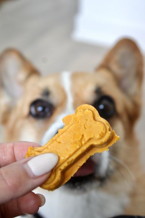 Cbd Dog Treat Recipe, Pumpkin Dog Treats Recipe, Peanut Butter Pumpkin Dog Treats, Dog Treats Recipe, Cbd Dog Treats, Peanut Butter Pumpkin, Peanut Butter Dog Treats, Wholesome Snacks, Pumpkin Dog Treats