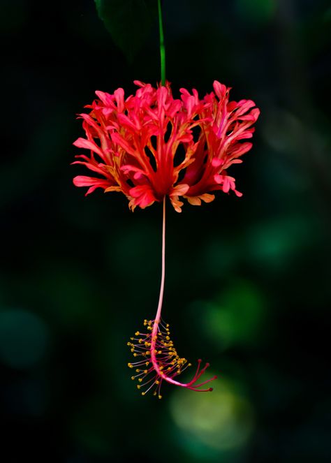 Hibiscus  schizopetalus Hibiscus Schizopetalus, Coral Hibiscus, Garden Gala, Paper Flower Arrangements, Japanese Lantern, Hibiscus Plant, Japanese Lanterns, Tropical Gardens, Plant Diseases