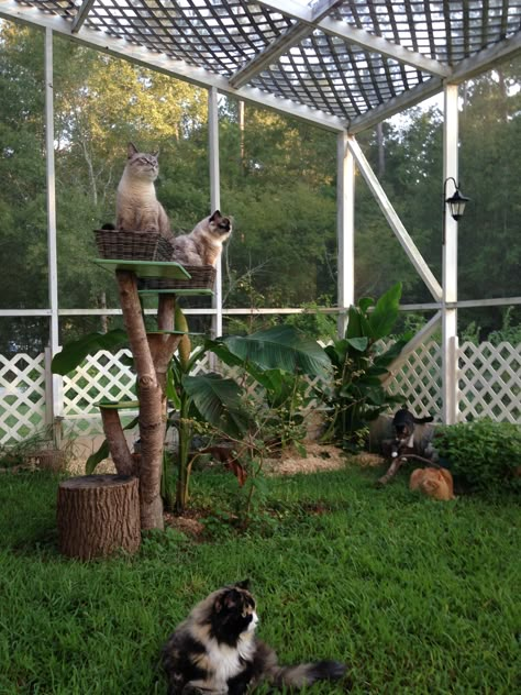 Jewel, George, Lucy, Daisy, Alex and Calee enjoying the catio. Outside Cat Enclosure, Cat Area, Garden Fence Ideas, Cat Fence, Cat Patio, Outdoor Cat Enclosure, Cat Run, Cat Sanctuary, Outdoor Cat House