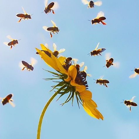 Mom.com : Bees : 22 Animals That Are Good for the Earth -- We all know that bees sting, but they also have a sweet side. Between all the buzzing, these insects help pollinate plenty of plants, keeping our environment rich and thriving. Science has discovered that the bugs make great detectors, too. Bees have been used to locate abandoned (but active) landmines and as indicators of when toxic chemicals have been released in an area. This impressive skill will allow officials to monitor polluta... Dispersal Of Seeds, Bee Pollination, Ocean Food, Planets Images, Seed Dispersal, What Is A Bird, Bee Sting, Toxic Chemicals, Help The Environment