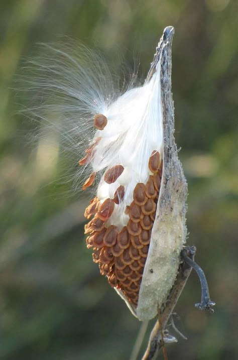 Milkweed Seed Pod Milkweed Seed Pod, Painted Seed Pods, Milkweed Garden Design, Milkweed Tattoo, Milkweed Garden, Poppy Seed Pods, Milkweed Pods, Milkweed Seeds, Milkweed Plant