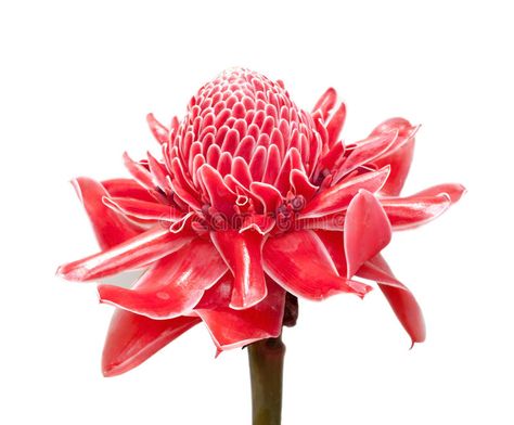 Torch Ginger Flower, Torch Ginger, Ginger Flower, Flower Stock, Blossoms Art, Stock Photography Free, Inception, Flower Illustration, Stock Photography