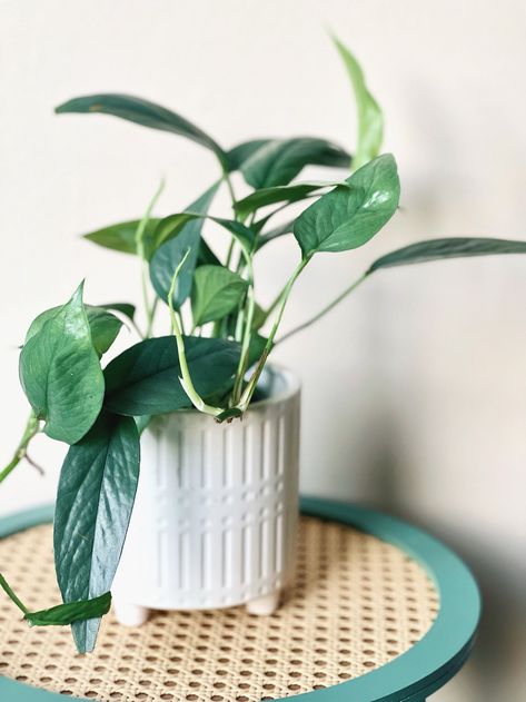 4” Cebu Blue Pothos | WILD VINE COMPANY Blue Jade Vine, Epipremnum Pinnatum Cebu Blue, Pothos Njoy, Pothos Cebu Blue, N'joy Pothos, Cebu, Blue Decor, Vines, House Plants