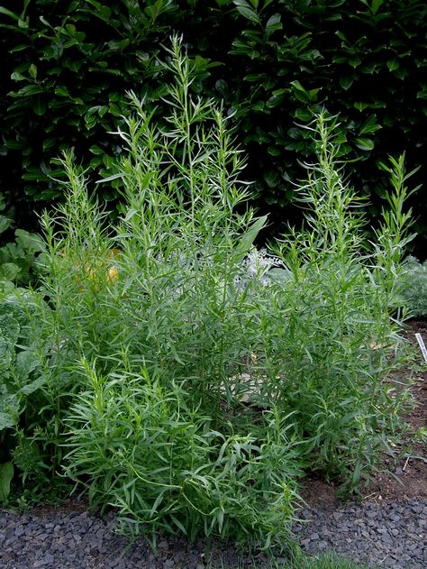 Tarragon Growing Tarragon, Tarragon Plant, Cilantro Plant, Chives Plant, Growing Raspberries, Outdoor Herb Garden, Growing Basil, Mint Plants, Plants Growing