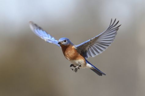 All wildlife photography is challenging, but capturing birds in flight presents one of the most difficult accomplishments. Birds often change direction and Haliaeetus Leucocephalus, Eastern Bluebird, Some Beautiful Pictures, How To Attract Birds, Bird Photo, Small Birds, Birds Flying, Bird Photography, Wildlife Photography