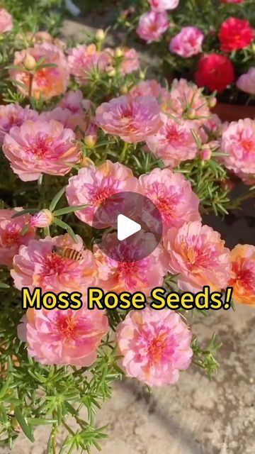 Rosesu on Instagram: "Garden carpet: Moss Rose👨🏼‍🌾 #mossrose #portulaca #flowergarden #growyourown #diyflowers #flowerpower #springbreak #plantingseason #flowerlovers" Moss Rose Garden Ideas, Moss Roses In Containers, Moss Roses Ground Cover, Mose Rose Flower, Moss Phlox Garden, Rose Moss Flower, Rose Moss, Rose Plant Care, Rose Diy