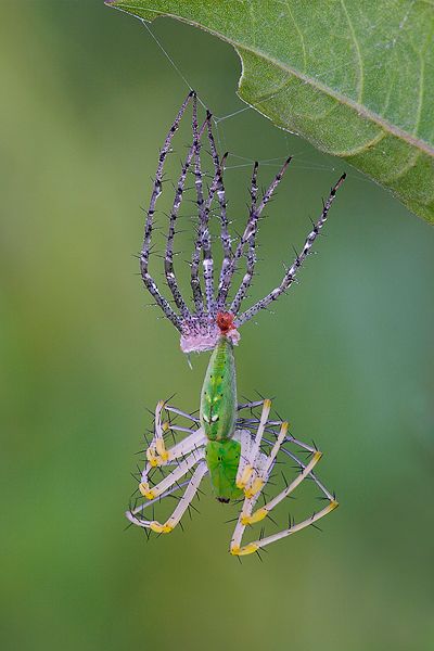 A green lynx spider is caught molting.                                                                                                                                                                                 More Spider Molting, Lynx Spider, Arachnids Spiders, Weird Insects, Cool Insects, Digital Printing Services, Cool Bugs, A Bug's Life, Beautiful Bugs