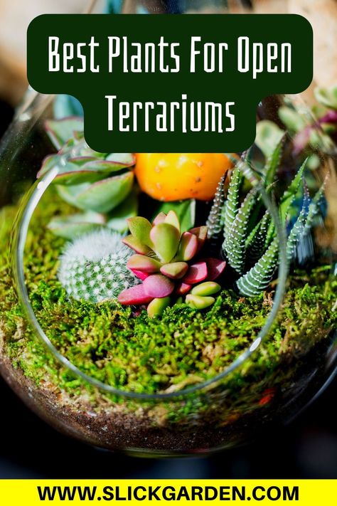 Terrarium Plants Open, Best Plants For Open Terrariums, Open Air Terrarium, Plants For Open Terrarium, Open Terrarium Ideas Diy, Cactus Terrarium Ideas, How To Make A Terrarium, Open Terrarium Ideas, Small Terrarium Ideas