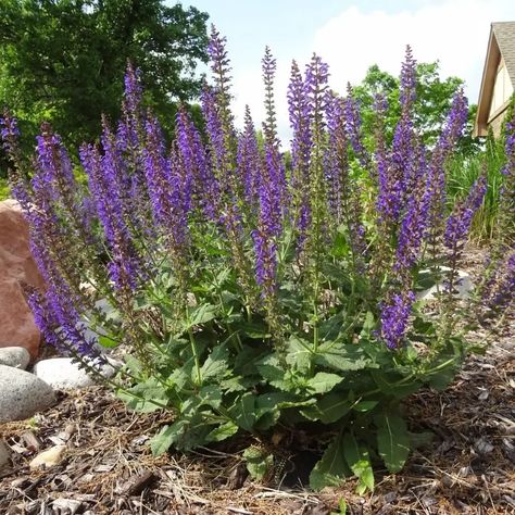 May Night Meadow Sage | Plant by Number May Night Salvia, Part Sun Perennials, Salvia Plants, Meadow Sage, Plants For Landscaping, Garden Planting Ideas, Sage Plant, Gothic Flowers, Flower Bed Designs