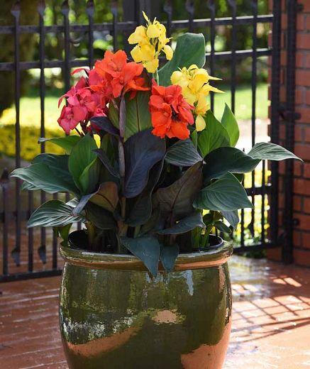 Lily Garden Ideas, Flower Pot Design Ideas, Canna Lily Landscaping, Pot Design Ideas, Canna Lily Garden, Canna Flower, Canna Lily, Lily Garden, Container Gardening Flowers