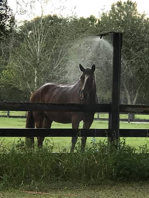 Equine misting system Paddocks For Horses, Outdoor Horse Arena, Run In Horse Shelter, Horse Paddock Enrichment, Outdoor Horse Riding Arenas, Horse Rescue Facility, Horse Riding Arena, Equine Stables, Misting System