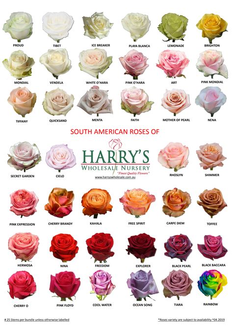 Different Roses Colors, Roses Types Different, Types Of Roses For Bouquets, Types Of Flower Bouquets, Different Kinds Of Roses, Types Of Roses Chart, Different Roses Types, Flower Bouquet Color Palette, Types Of Flowers For Bouquet