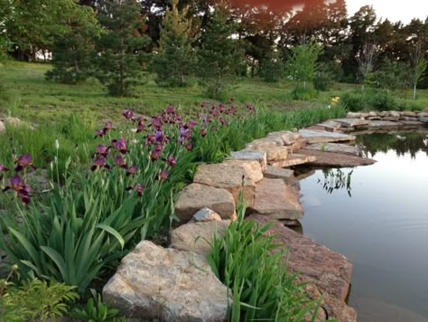 Heirloom bearded iris harvested last year from on our farm and replanted by the swimming pond. Country Pond Ideas, Pond Shoreline Ideas, Farm Dam Ideas, Farm Pond Landscaping Ideas, Fishing Pond Landscaping, Pond Beach Ideas, Pond Landscaping Ideas Large, Farm Pond Landscaping, Lakeside Landscaping