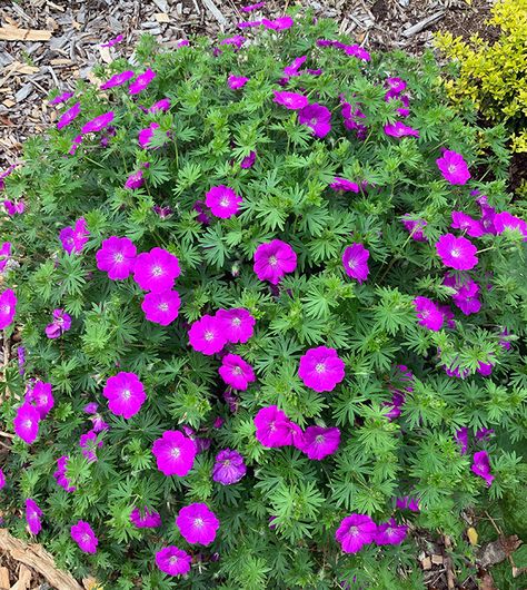 I Love Geranium sanguineum Rozanne Geranium, Steep Gardens, Geranium Sanguineum, Cranesbill Geranium, Bright Pink Flowers, Wild Geranium, Scented Geranium, Hardy Geranium, Garden Site