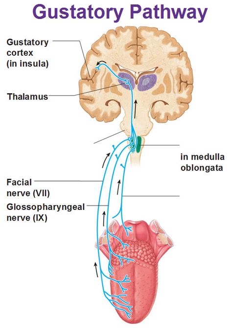 Medulla Oblongata, Glossopharyngeal Nerve, Brain Diagram, The Half Of It, General Medicine, Studying Medicine, Facial Nerve, Brain Anatomy, Cranial Nerves