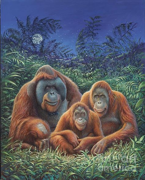 Sumatra Orangutans by Hans Droog Orangutan Art, Planet Of Apes, The Fiend, Monkey Art, Great Ape, Wildlife Paintings, Endangered Animals, Primates, Jungle Animals