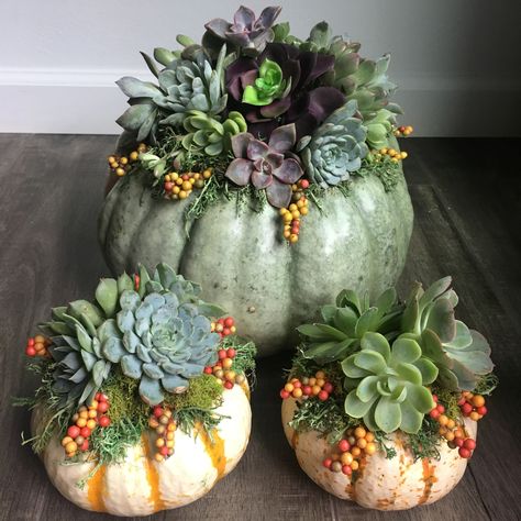 Succulents And Pumpkins Centerpiece, Succulent Pumpkin Arrangements, Gourd Succulent Planters, Pumpkins With Succulents On Top, Succulent Pumpkins Diy, Fall Succulent Arrangements, Pumpkin Display Ideas, Pumpkin Succulent Centerpiece, Fantasy Pumpkins