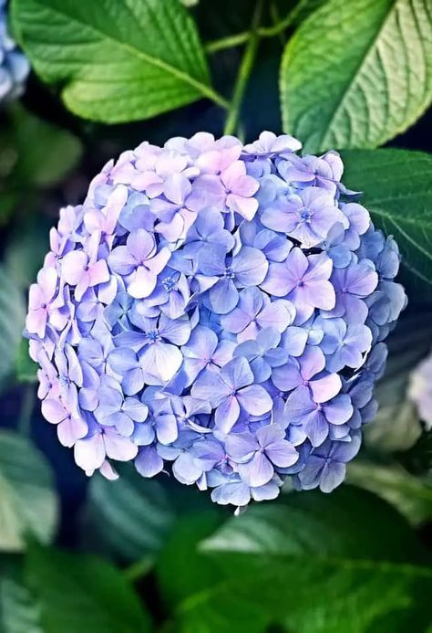 How to use Baking Soda to Grow Hydrangeas Hamptons Landscaping, Flower Garden Design Ideas, Hydrangea Plant Care, Garden Ideas Flower, When To Prune Hydrangeas, Flower Gardening Ideas, Hydrangeas Blue, Propagating Hydrangeas, Flower Garden Ideas