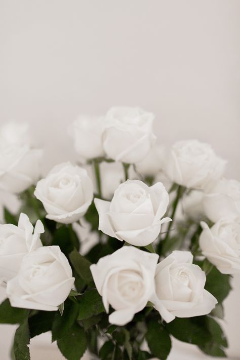 Beautiful white roses for Valentines Day White Roses Aesthetic Vintage, White Rose Aesthetic, White Roses Aesthetic, White Roses Background, White Flowers Wallpaper, White Roses Wallpaper, Valentines Day Gift Ideas, White Rose Flower, Flowery Wallpaper