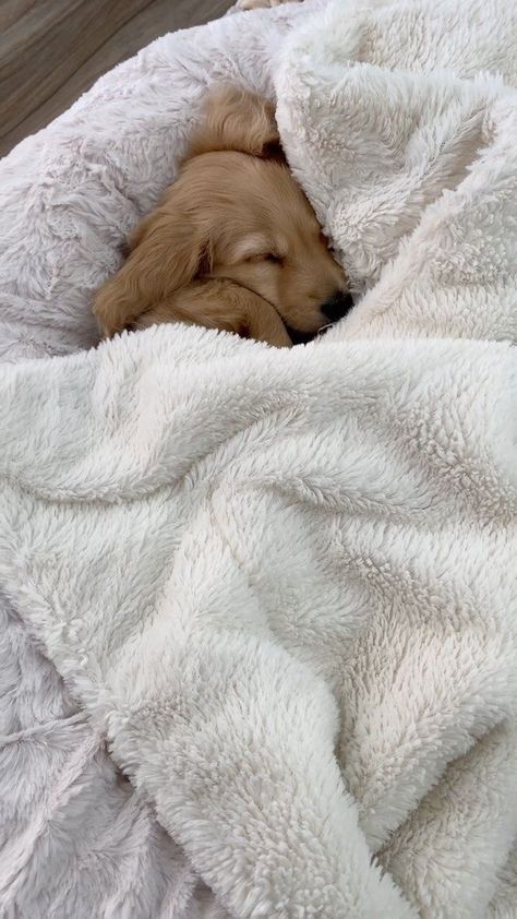 Golden Dachshund, Puppy Fluffy, Daschund Puppies, Miniature Dachshunds, Long Haired Dachshund, Very Cute Dogs, Mini Dachshund, Cute Animals Images, Night Night