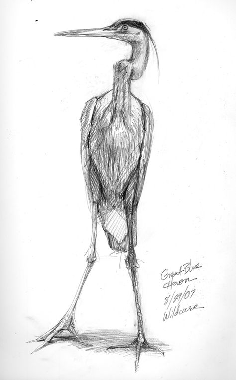 great blue heron line drawing | Drawing the Great Blue Heron | Drawing The Motmot Great Blue Heron Drawing, Heron Drawing, Bird Sketch, Pencil Sketch Drawing, Nature Sketch, Great Blue Heron, Herons, Drawing Drawing, Bird Artwork