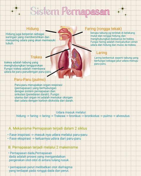 Organ Pernapasan Manusia, Min Map, Notes Idea, School Study Ideas, Human Body Parts, Science Notes, Ipa, Anatomy, Human Body