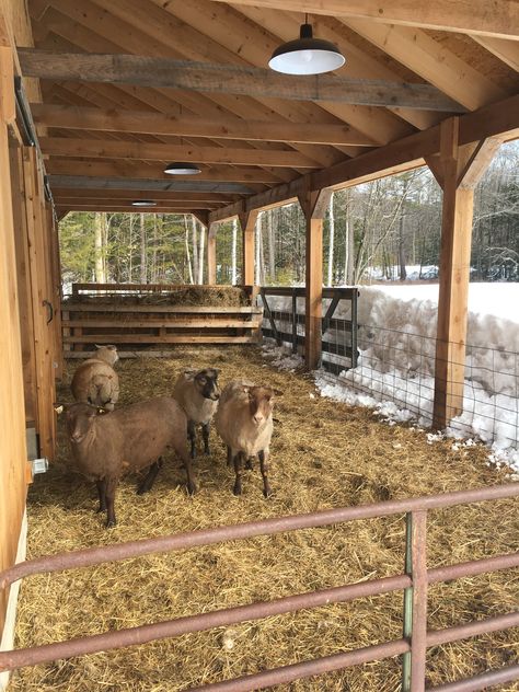 Sheep Paddock Ideas, Sheep House Ideas, Farm Animal Enclosures, Multi Animal Barn Layout, Sheep Pen Ideas, Barn Layout Multi Animal, Animal Barn Ideas, Goat Stalls In Barn, Farm Barn Ideas