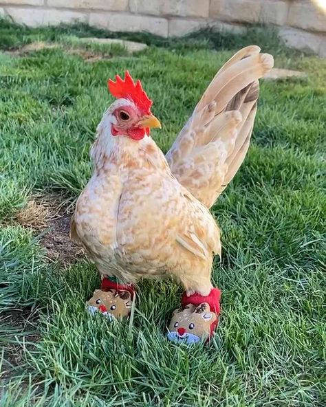 Chicken with Missing Toes Relearns to Walk with Collection of Shoes Chicken Shoes, Walk Confidently, Collection Of Shoes, Reindeer Dog, How To Walk, Persian Kittens, Chicken Skin, Dog Shoes, A Chicken