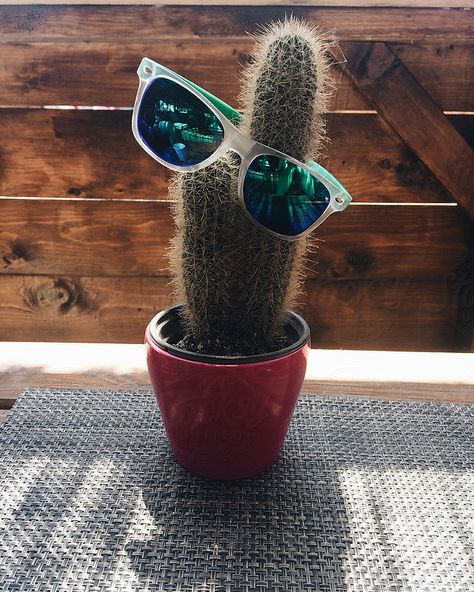 Cactus plant wearing sunglasses Cactus Funny, Funny Cactus, Cactus Plant, Wearing Sunglasses, Product Photography, Cactus Plants, Photography Ideas, Cactus, Ash