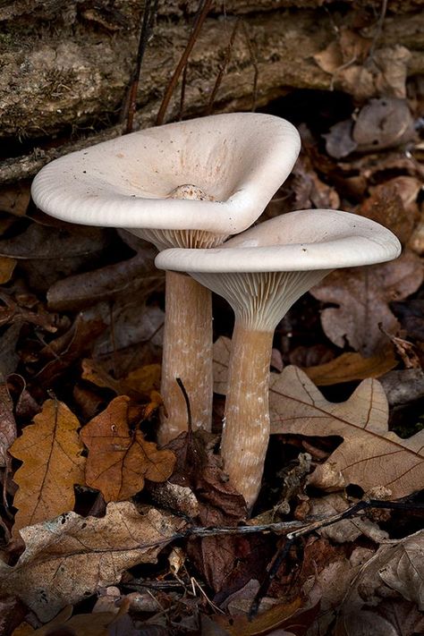 Flat Mushrooms, Beautiful Mushrooms, Mushroom Identification, Micro Photography, Mushroom Pictures, Mushroom Crafts, Growth And Decay, Lichen Moss, Slime Mould