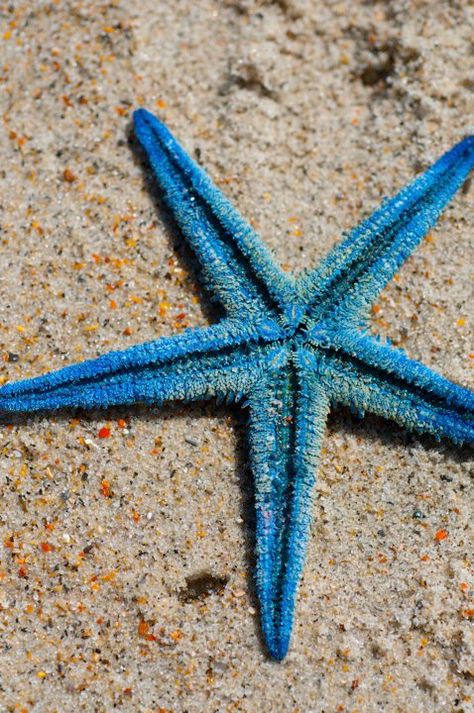 Blue starfish Seastar Wallpaper, Starfish Species, Starfish Story, Sea Starfish, Basic Questions, Blue Starfish, Stella Marina, Underwater Art, Beautiful Sea Creatures