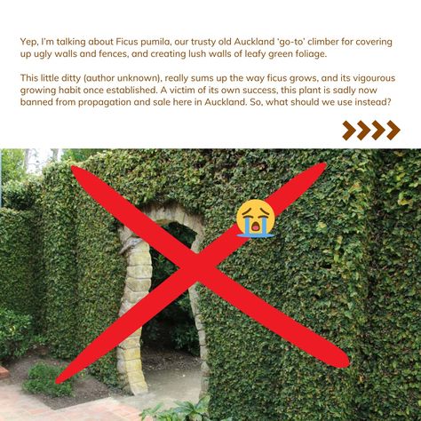 🌿Not everyone is a fan of ficus pumila, so regardless of whether or not you’re in the Auckland ‘no-grow’ zone, you might be looking for an alternative lush and leafy climbing plant to cover your not-so-beautiful garden walls and fences 🙈 . Here’s a few options to consider.... Surprised to discover a climbing hydrangea in the slides? Self-clinging ( I.e. it climbs by clinging on, so no wires or support trellis is needed) AND evergreen, it’s a stunning option, but notoriously hard to grow 🌱. S... Ficus Pumila, Garden Walls, Climbing Hydrangea, Climbing Plants, Black Wall, Black Walls, Garden Wall, Auckland, Beautiful Gardens