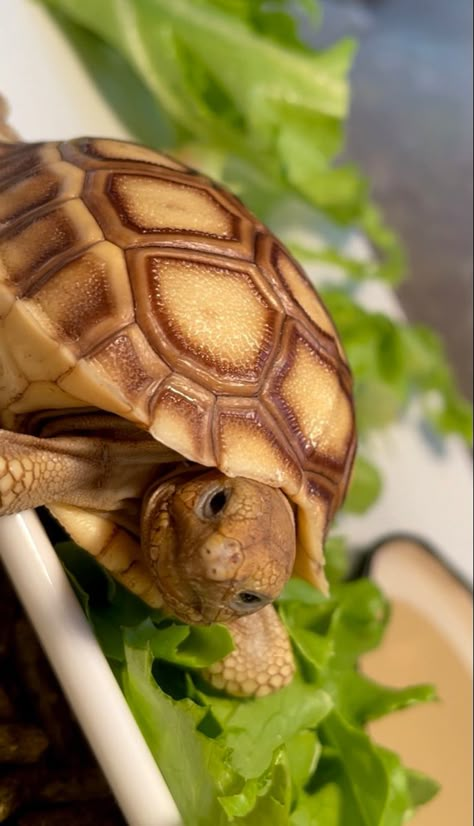 Second First Impressions, Radiated Tortoise, Red Footed Tortoise, Tortoise House, Cute Tortoise, Russian Tortoise, Baby Tortoise, Amazing Frog, Sulcata Tortoise