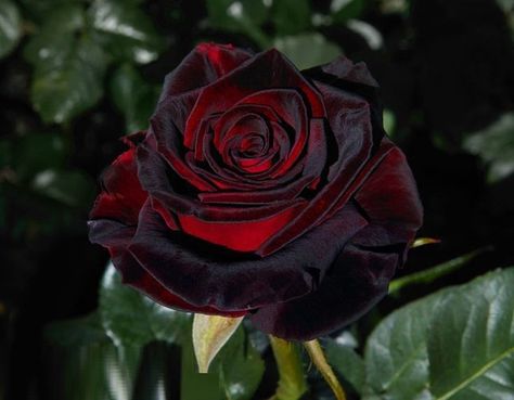 Black Baccara Roses, Red Climbing Roses, Propagating Roses, Black Baccara, Black Rose Flower, Flowering Bushes, Rose Belle, Bush Plant, Rare Roses