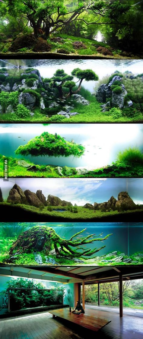 Takashi Amano, Amazing Aquariums, Cool Fish Tanks, Fish Tank Design, Aquascape Design, Betta Aquarium, Aquarium Terrarium, Fresh Water Fish Tank, Bawah Air