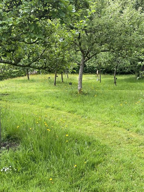 orchard planting with mown path Orchard Planning, Hillside Orchard, Willow House, Forest Bathing, Weeping Willow, Planting, Garden Ideas, Garden Design, Mood Board