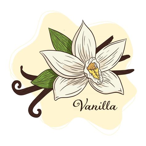 Vanilla Spice Flower and Pods Illustration Line Art Vanilla Illustration, Vanilla Plant, Ice Cream Logo, Illustration Line Art, Vanilla Spice, Color Palette Design, A Level Art, Flower Clipart, Flower Illustration