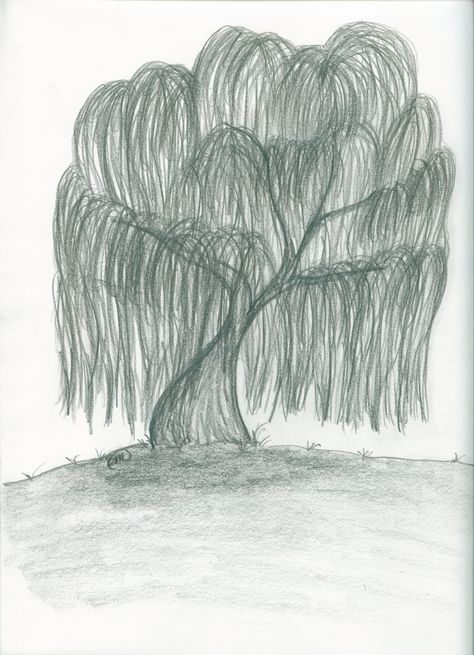 My drawing of a weeping willow. Weeping Willow Tree Drawing, Willow Tree Drawing, Roots Drawing, Willow Tree Art, Tree Drawing Simple, Tree Drawings, Weeping Trees, Pine Tree Tattoo, Weeping Willow Tree