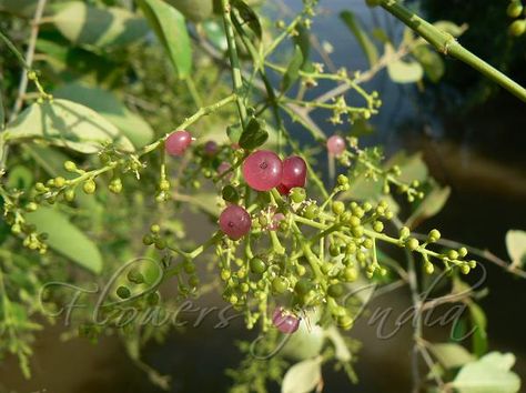 Salvadora Persica      Toothbrush Tree/Saltbush/Mustard Tree      Regte Mosterdboom    S A no 622 Mustard Tree, Short Trees, Tree Seeds, Organic Seeds, Passion Flower, Floral Garden, Small Trees, Potting Soil, Teeth Cleaning